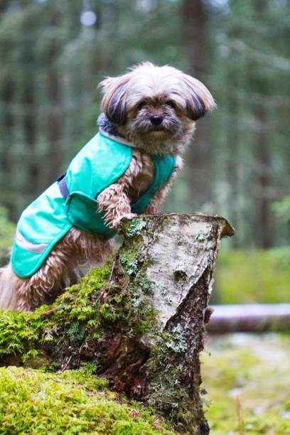 istock Dog on a stump 1198225958