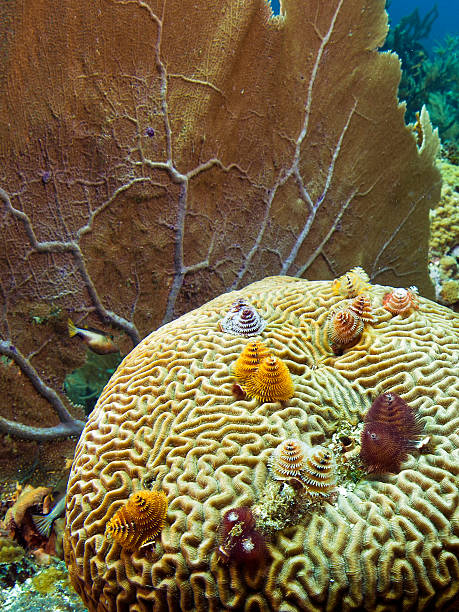 istock Caribbean coral gardens 119822655