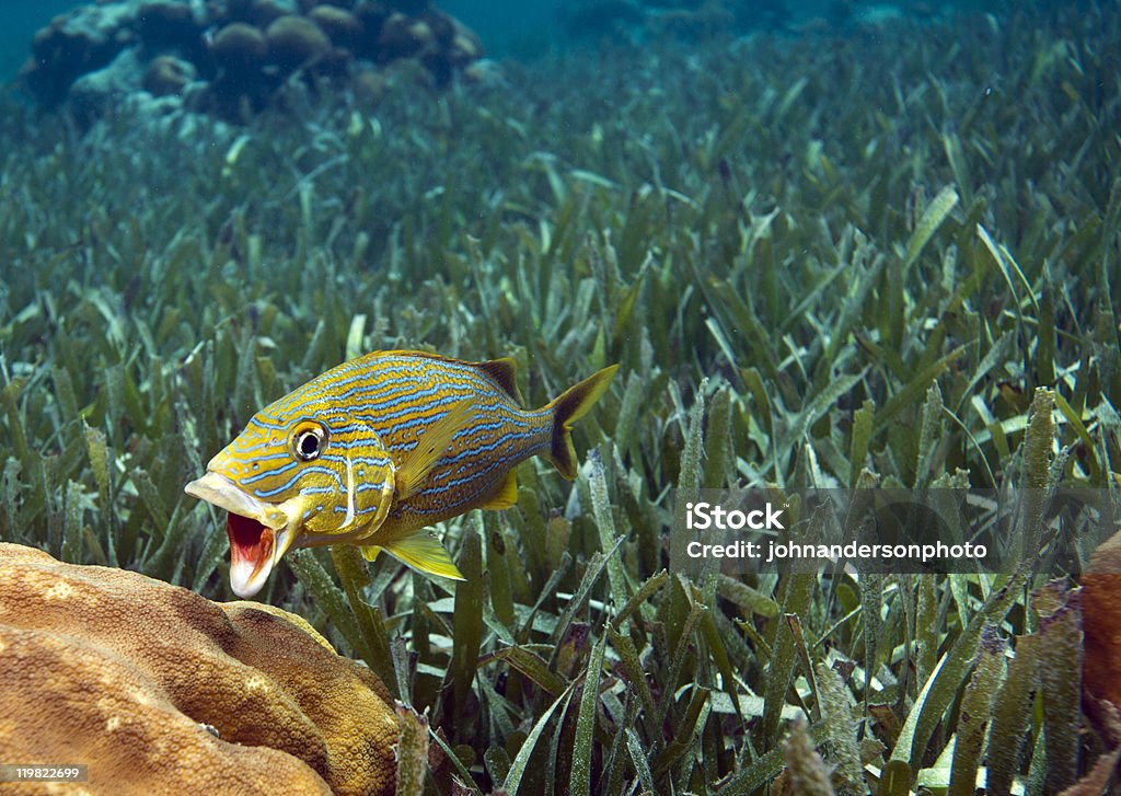 Bluestriped grunt (Haemulon sciurus)  Sea Grass - Plant Stock Photo