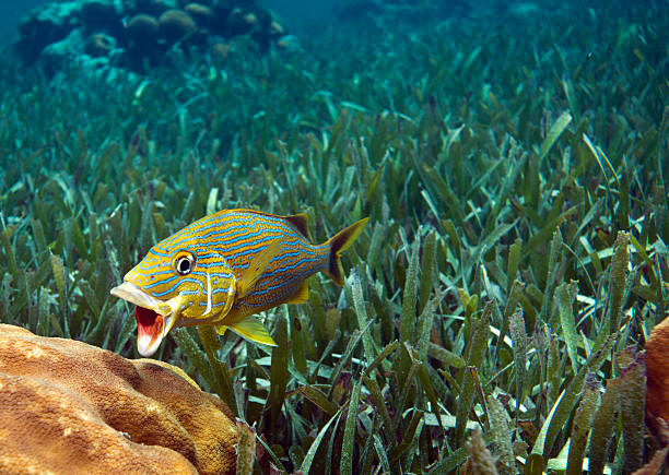 Bluestriped grunt (Haemulon sciurus) grunt fish stock pictures, royalty-free photos & images