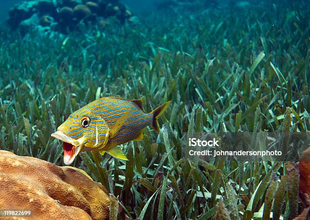 Bluestriped Grunt Stock Photo - Download Image Now - Sea Grass - Plant, Animal, Blue Striped Grunt