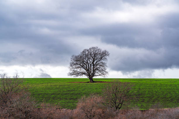 istock Lone bare tree on plowed farm land 1198227106