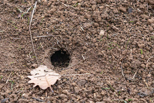 Mouse hole in the ground