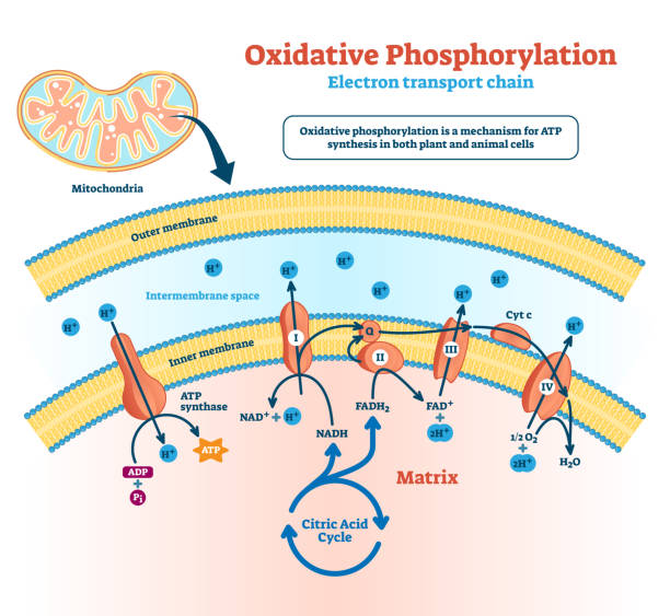 Oxidative phosphorylation vector illustration. Labeled metabolism scheme. Oxidative phosphorylation vector illustration. Labeled electron transport linked metabolism scheme. Educational diagram with cells use enzymes to oxidize nutrients process in explanation infographics. citric acid stock illustrations