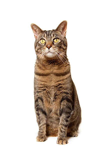 istock Brown Tiger Cat Sitting Tall 119822746