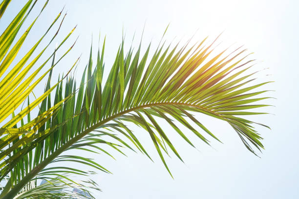 istock green palm Trees Against Sky 1198227903