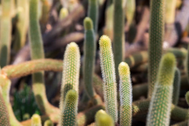 Natural background cactus close up