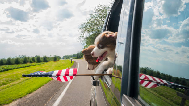 Two cute puppies travel in a car, peek out the window with the U.S. flag Two funny puppies peek out of the car window on the go. independence day holiday photos stock pictures, royalty-free photos & images