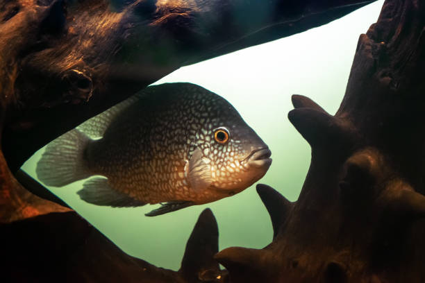istock Aquarium fish in dark deep water 1198229598