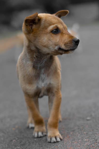 istock street puppy brown walking on road alone looking right 1198229630