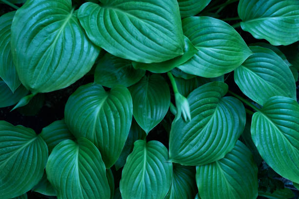 istock Big leaves plants with a large green bush. Top view, abstract background 1198229711