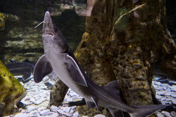 istock Sturgeon fishes in aquarium 1198230713
