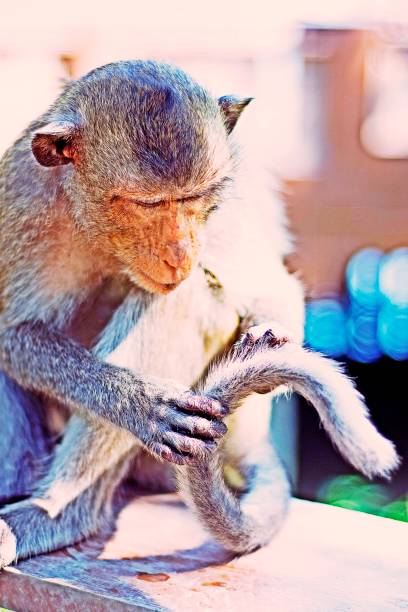monkey playing its own tail. - play the ape imagens e fotografias de stock
