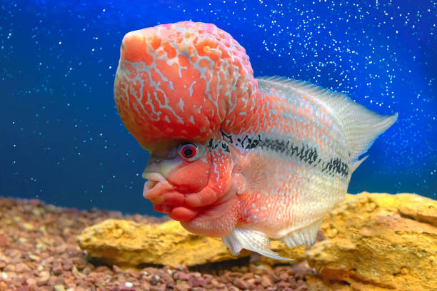 istock Aquarium colorful fish in deep blue water (flower horn, cichlasoma hybrid) 1198231197