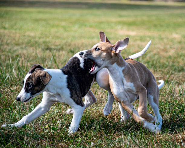 istock Two puppy dogs playing on green grass 1198232147