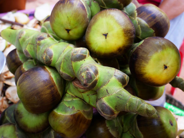 istock Asian palmyra palm ,sugar palm toddy palm fruit. 1198232195