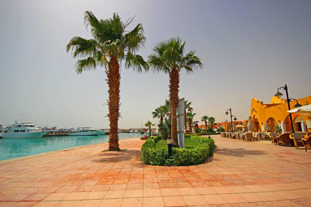 istock Palm trees and tropical beach in Egypt 1198232347