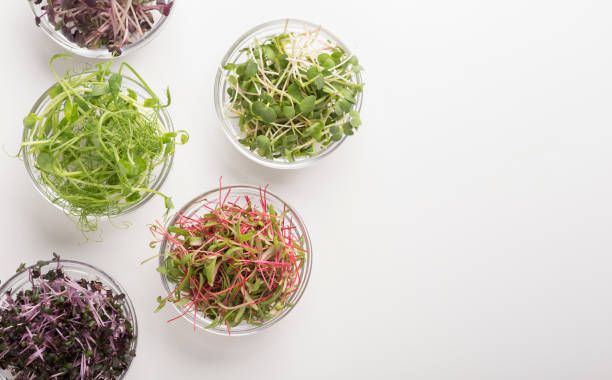 istock Sprouted microgreens for restaurand meal decoration on white 1198233462