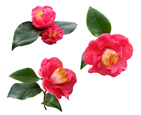 Indoor plants Camellia Sasanqua set of flowers, leaves, buds on a white background, isolated.