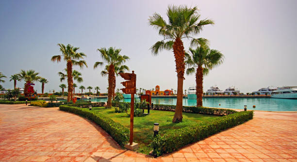 istock Palm trees and tropical beach in Egypt 1198236057