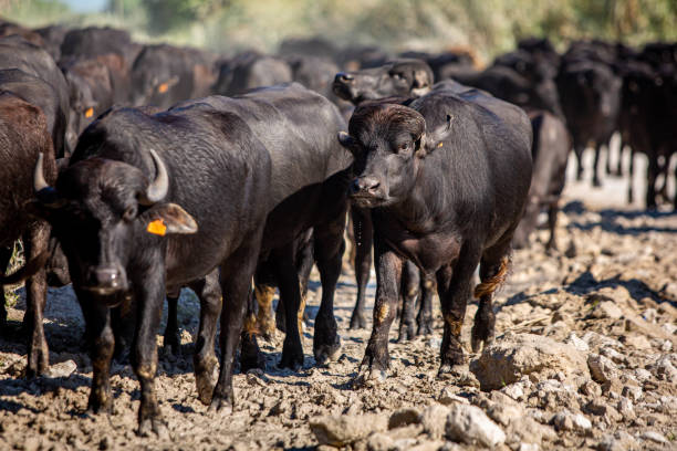 istock Cattle walking on the road summer day farming 1198236228