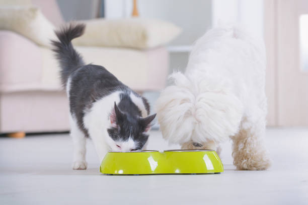 Dog and cat eating food from a bowl Little dog maltese and black and white cat eating food from a bowl in home cat food stock pictures, royalty-free photos & images