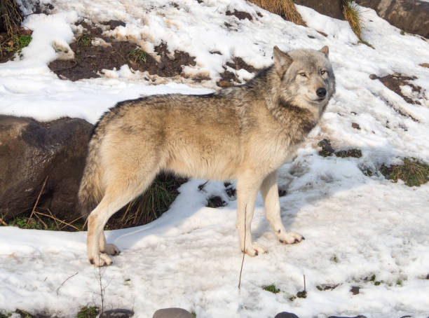 istock Wolf with light coat in the snow 1198236696