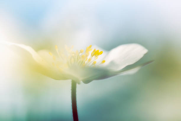 istock Wood anemones flower head with blue sky 1198237322