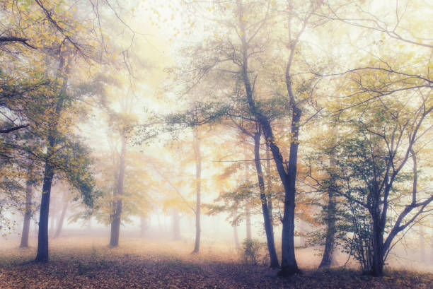 beautiful fog in forest in autumn  sweden stockholm