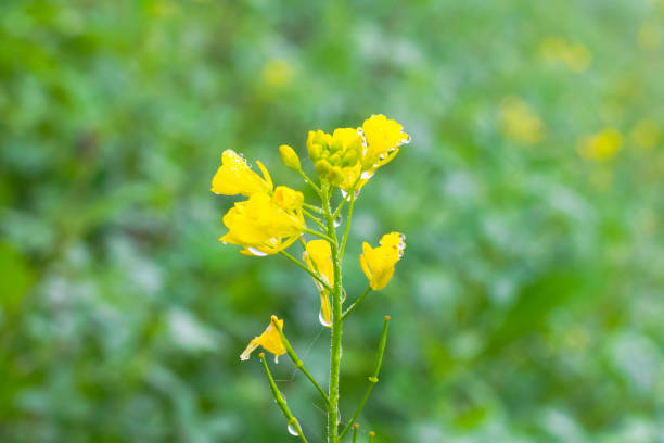istock dew drops on Mustered Flowers Brassicaceae 1198237688
