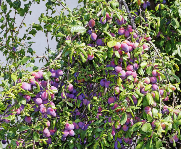 istock The twisted branch under plum fruit yield. 1198237823