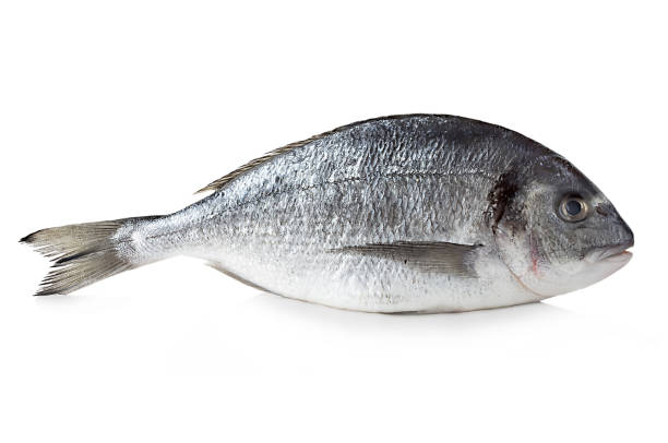 istock Fresh dorado isolated on a white background. 1198237863