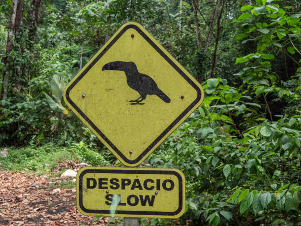 istock Slow down Toucan crossing sign, Costa Rica 1198239016