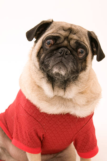 istock Cute Pug Dressed Up for Christmas 119823902