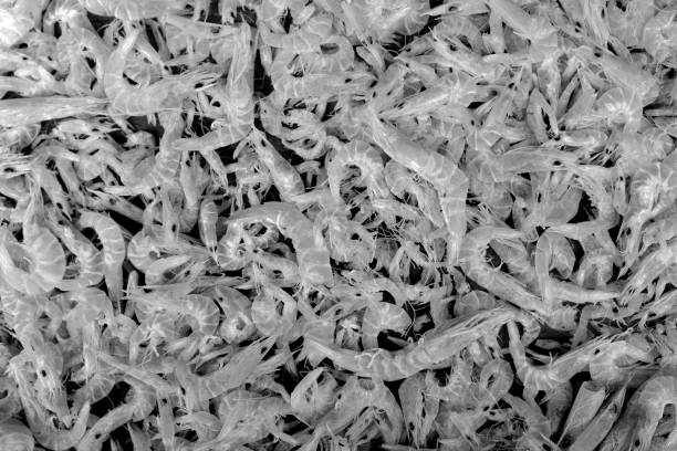 istock A lots of small shrimp as a background 1198239232