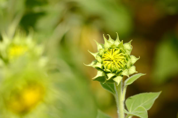 istock Sunflower field, farm 1198239294