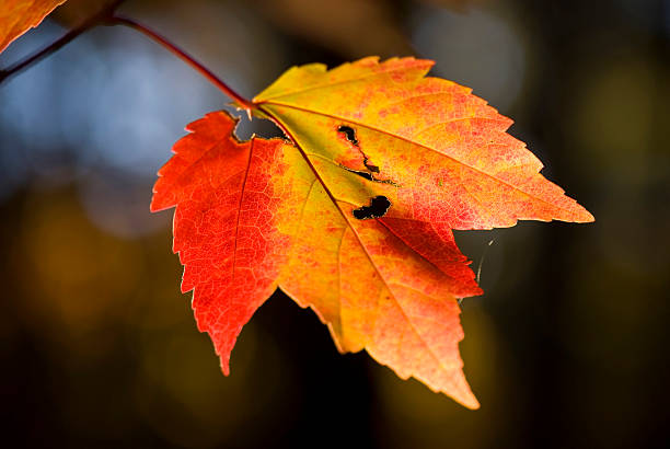 Fall maple leaf at sunset stock photo