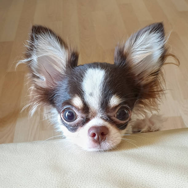 Cute Long Hair Chihuahua Puppy Facing The Camera Stock Photo - Download Image Now - Animal, Animal Head, Beauty - iStock Cute Long Hair Chihuahua Puppy Facing The Camera Stock Photo - Download Image Now - Animal, Animal Head, Beauty - iStock