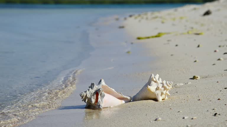 Tropical beach Conch shell, sunrise and ocean waves