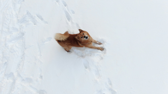 funny playful dog with brown fur barks and wags big long fuzzy tail on white snow with footprints upper view