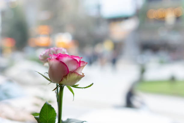 istock Pink rose in coffee shop. 1198242810