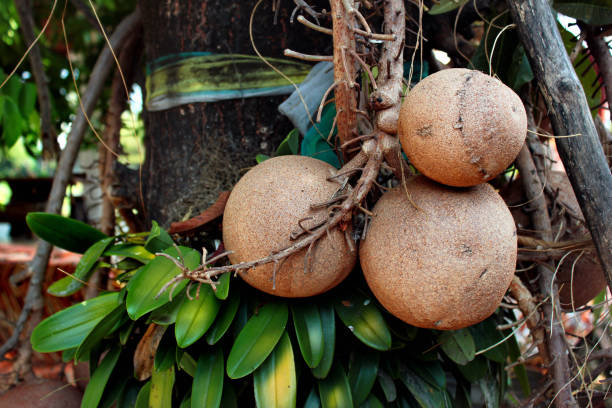 istock Cannonball tree (Couroupita guianensis) in Bangkok, Thailand 1198243235