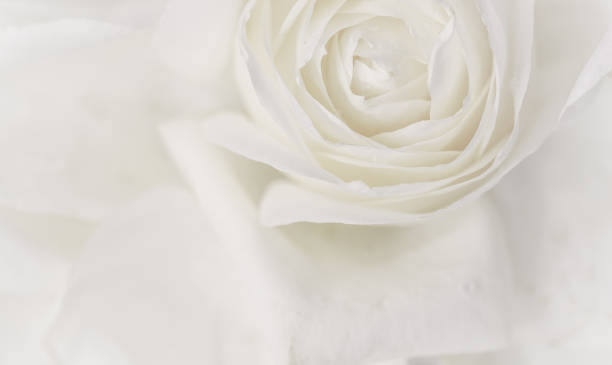 istock Soft focus, abstract floral background, white rose flower. Macro flowers backdrop for holiday brand design 1198243478