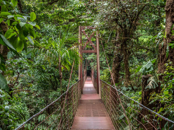 suspension bridge in monteverde, costa rica - monteverde cloud forest imagens e fotografias de stock