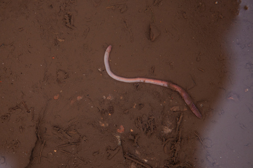 earthworm in the water after rainfall