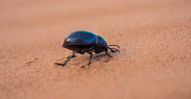istock African Beetle in Sahara Desert Morocco 1198244697