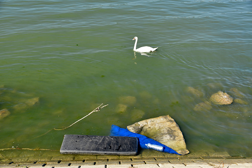 Swan swims in sludge, dirty water, on which various garbage floats