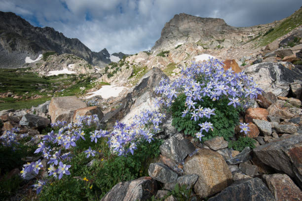 istock Shoshone Peak and Columbine Flowers 1198246288