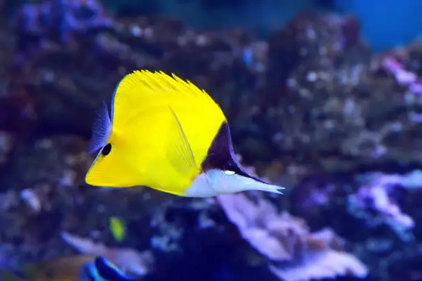 Photo of Yellow longnose butterflyfish Forcipiger flavissimus or forceps butterflyfish