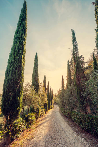istock Road with cypresses in Tuscany 1198247485